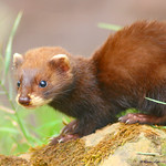 King of the Hill....