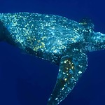 leatherback turtle