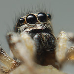 Salticus scenicus