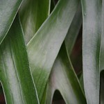 elkhorn fern