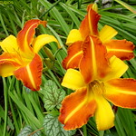 wild lilies DSC01779r3