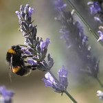 Hazy days of summer II