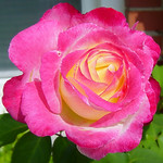 Double Delight, 16 October 2008 005b