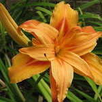 Orange Double Lily