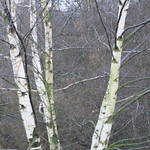 silver birch
