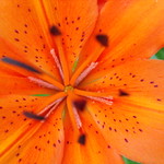 tiger lily