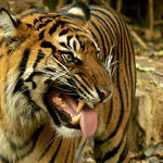 Binjai, The Female Sumatran Tiger flehming, or flehmening