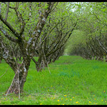 Spring in the hazel orchard