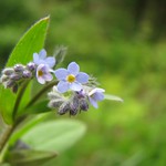 Tiny blue wildflowers
