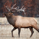 Elk bull south of Jasper air strip