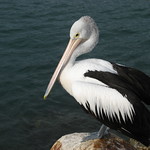 Pelican dreaming