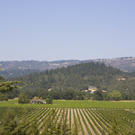 Duckhorn vineyards
