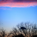 Pink Cotton Candy Carnival