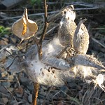 Milkweed
