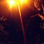 night owl,street lamp