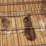 front porch kitties farewell 008