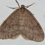 Winter moth