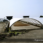 Kona coffee beans being dried