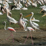 IMG_0237-001 Flamingos & Pelicans