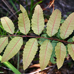 Cupaniopsis flagelliformis var. flagelliformis (syn Cupaniopsis curvidentata) - North Brown Tuckeroo