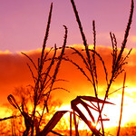 Just Another "Corny" title....