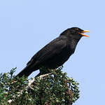 Blackbird singing