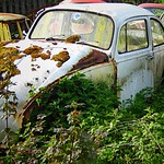 Beetle graveyard