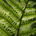 fern leaf