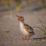 Just Look Over Your Shoulder