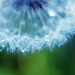 Blue dandelion