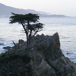 The Lone Cypress at Dawn