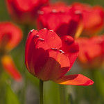 Red Tulip