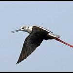 Black-winged Stilt (Himantopus himantopus) flying in Sultanpur Bird Sanctuary, India