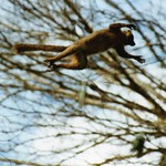 Sanford's Brown Lemur
