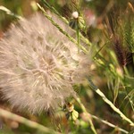 &Alpha; beautiful thief... ~ Explored. May 18 2011, # 495 ~