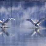Double Take, Swans