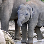 baby elephant