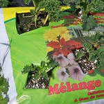 Vegetable Kale Blue Curled Scotch