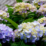 Blue Hydrangea
