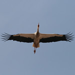 White Stork