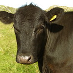 My favourite cow 20035