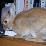 honey eats the remote