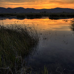 The Dragonflies' Empire