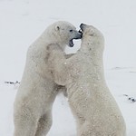 Polar Bear Dance 6