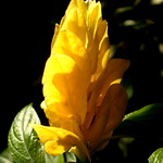 Yellow Flower