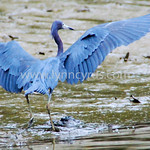 Little Blue Heron 2