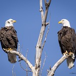 Two Eagles Together