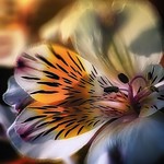 The Awakening of Aphrodite (To my dear friend Bea in appreciation of the beautiful testimony that she has written)