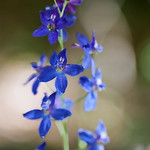 blue larkspur