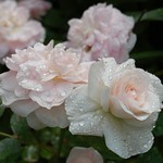 "Morden Blush" rose, rainy day